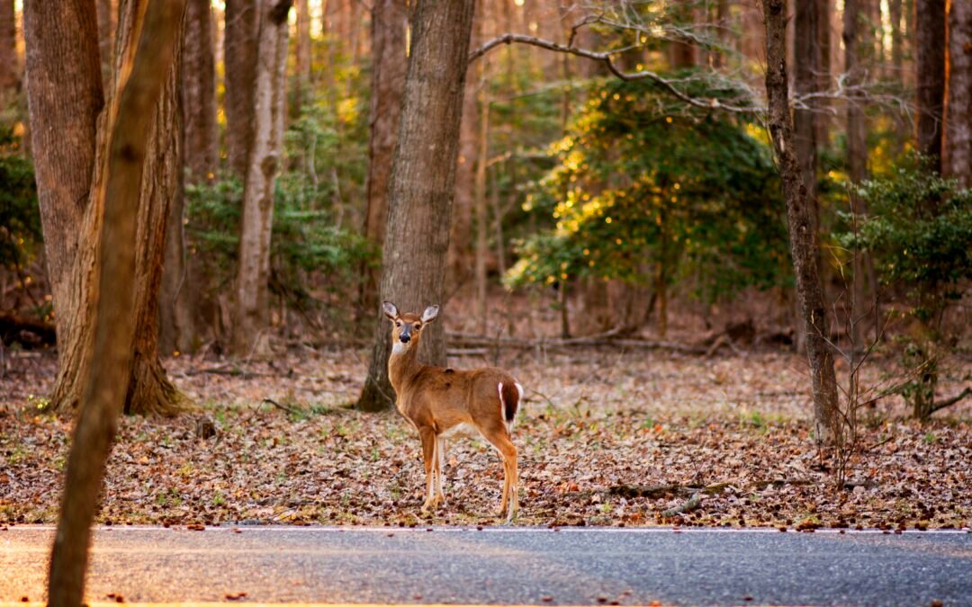 What to Do After Hitting a Deer (or Wildlife in Ohio)